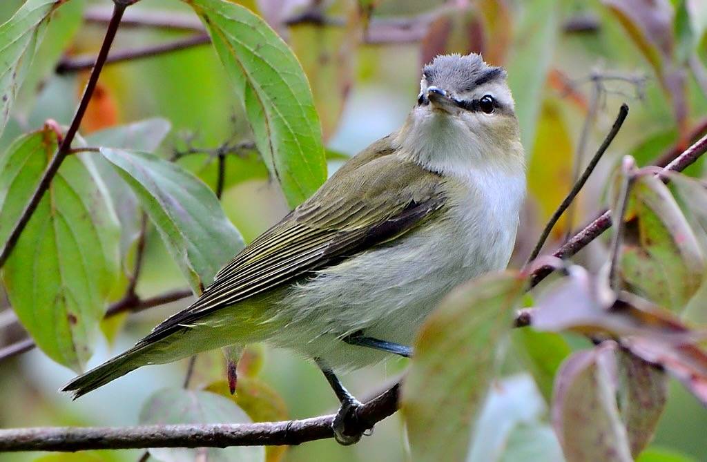 Red-eyed Vireo (Vireo olivaceus) by DaveInman is licensed under CC BY-NC-ND 2.0.